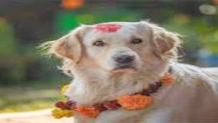 Dog