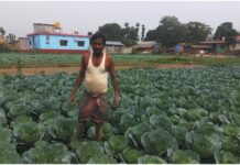 आलेखः तरकारीखेतीले चिनिँदै बाह्रदशीको राधानगर गाउँ