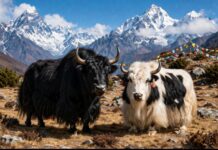 रसुवामा वैशाख १३, १४ र १५ गते चौँरी महोत्सव