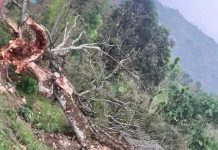 सोमबार साँझ आएको हावाहुरीका कारण ज्वालामुखी गाउँपालिका–४ मा रूख ढल्दा एक जनाको ज्यान गएको छ।