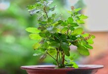 आज हरिशयनी एकादशी : तुलसी पूजा आराधनासहित चतुर्मासको शुभारम्भ