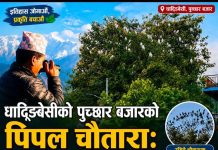 धादिङबेसीको पुच्छार बजार पुलछेउको पिपल चौतारा : मानिसका लागि इतिहास, बकुलाका लागि सुरक्षित बासस्थान
