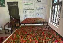 खनियाबासको बयरे खुर्सानी काठमाडौंसम्म, आकुरा सहकारीमार्फत किसानलाई सहज बजार