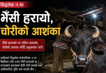 सिद्धलेक–१ मा भैँसी हरायो, चोरीको आशंकामा प्रहरीद्वारा अनुसन्धान सुरु