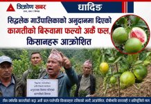 सिद्धलेक गाउँपालिकाले अनुदानमा वितरण गरेको कागतीको बिरुवा रोपेका किसानहरू तीन वर्षपछि बोटमा कागतीको सट्टा अर्कै फल फल्न थालेपछि आक्रोशित